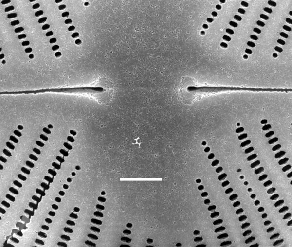 Navicula ludloviana SEM1