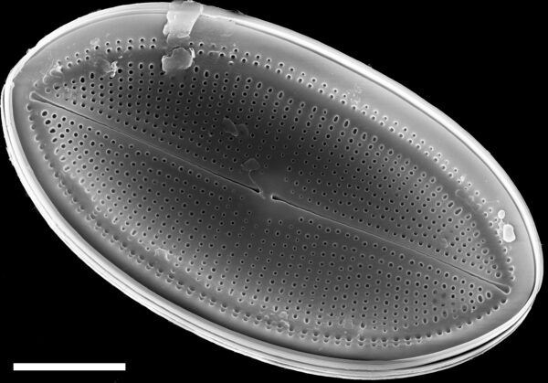 Cocconeis placentula SEM3