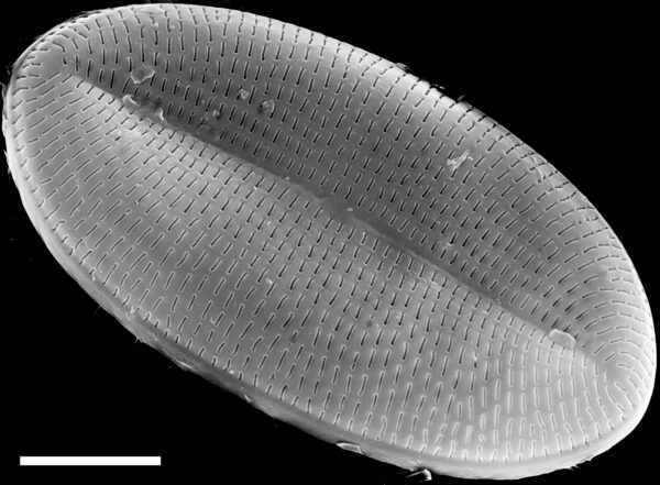 Cocconeis placentula SEM4