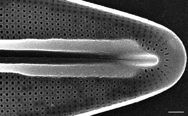 Frustulia rexii SEM1