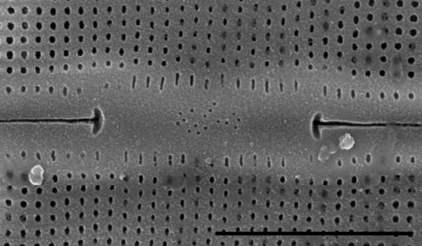 Frustulia rexii SEM2