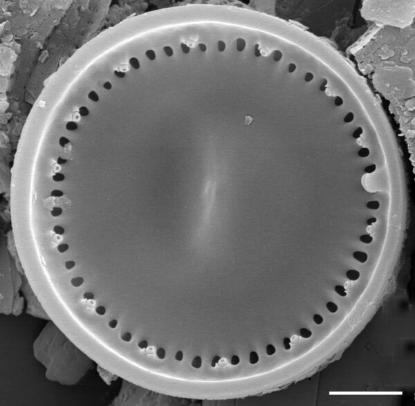 Cyclotella distinguenda SEM2