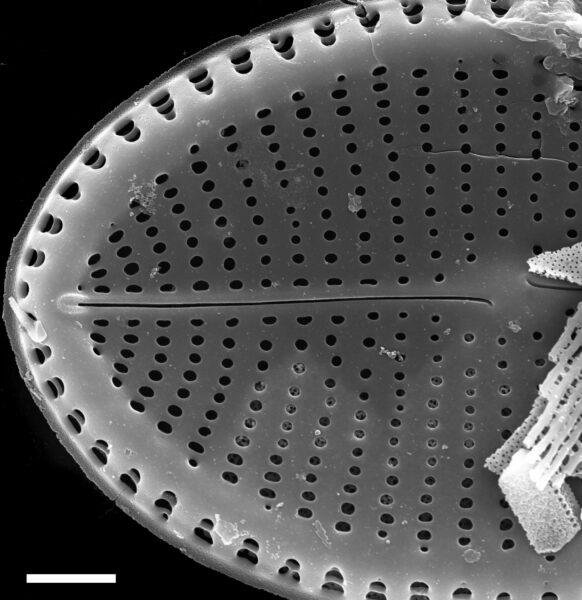 Cocconeis Fluviatilis Sem2 Nrsa1002 011