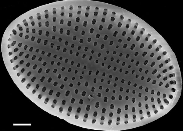 Cocconeis Fluviatilis Sem4 Nrsa1002 004