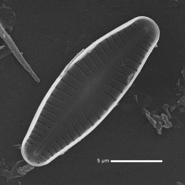 Cymbellafalsa diluviana SEM 2 MARL105800