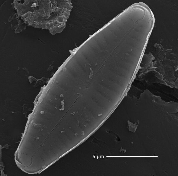 Cymbellafalsa diluviana SEM4 MARL105800