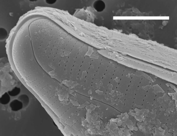 Cymbopleura edlundii SEM1