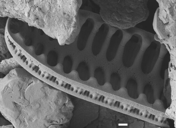 Surirella arctica SEM4