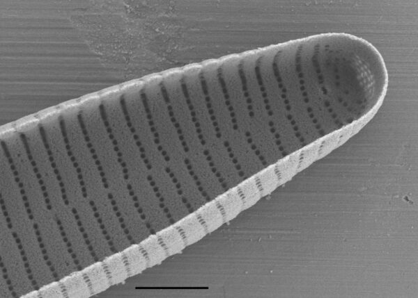 Fragilariforma nitzschioides SEM3