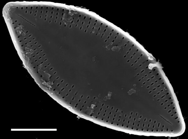 Nupela decipiens SEM1