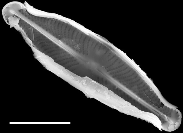 Sellaphora subfasciata SEM2