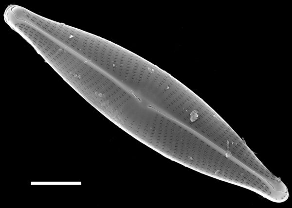 Navicula germainii SEM1