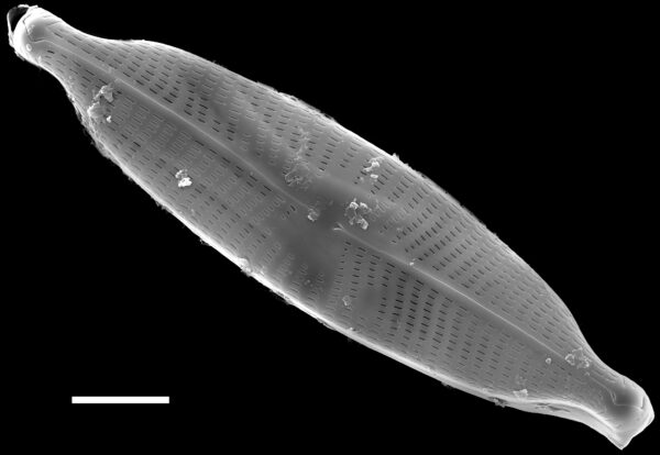 Navicula rostellata SEM1