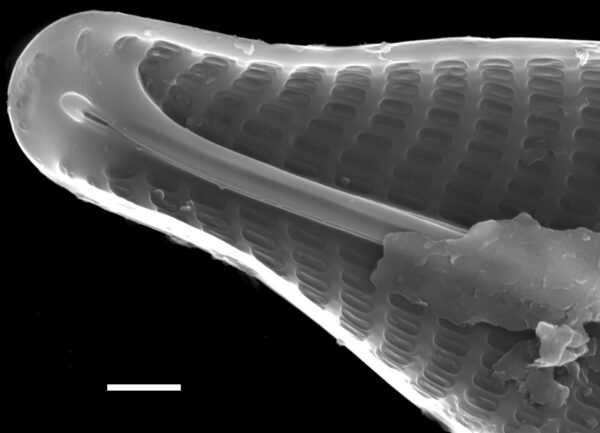 Navicula germainii SEM3