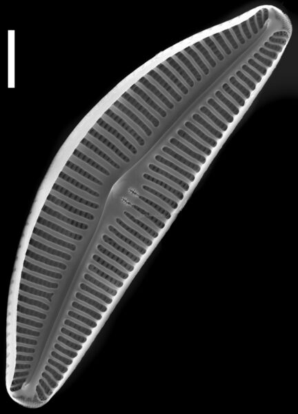 Cymbella subturgidula SEM1