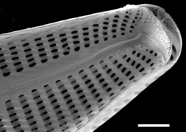 Cymbella subturgidula SEM3