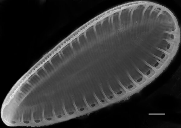 Surirella lacrimula SEM3