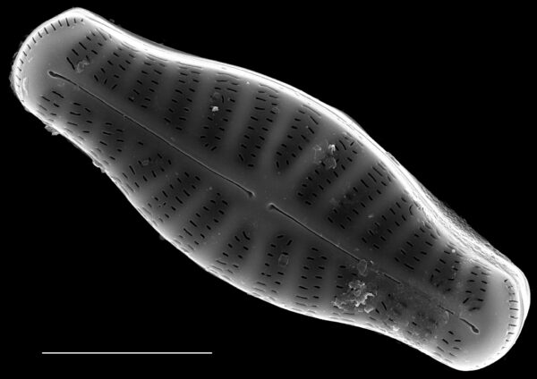 Hippodonta capitata SEM1