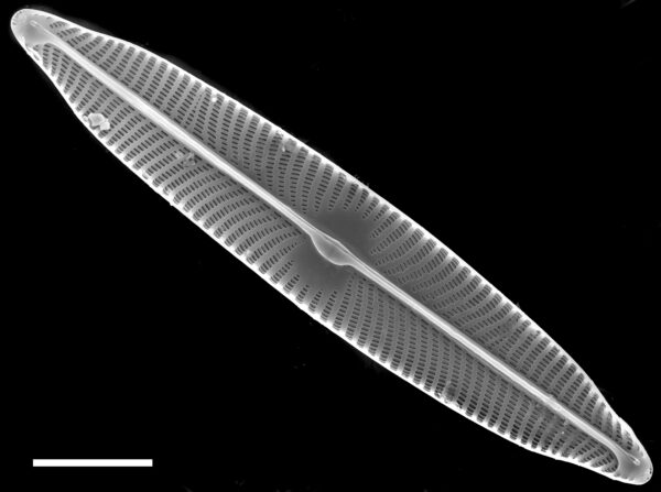 Navicula viridulacalcis subsp neomundana SEM1