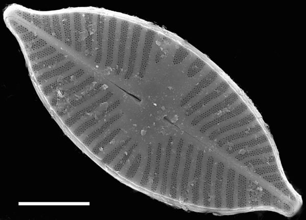 Planothidium apiculatum SEM1