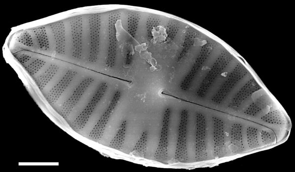 Planothidium abbreviatum SEM1