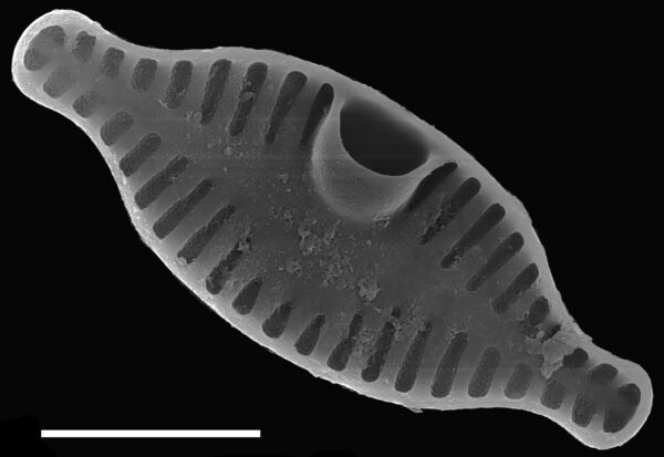 Planothidium rostratum SEM2