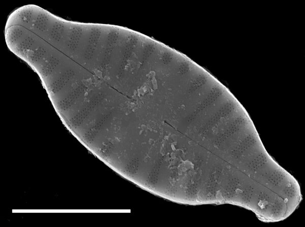 Planothidium rostratum SEM4