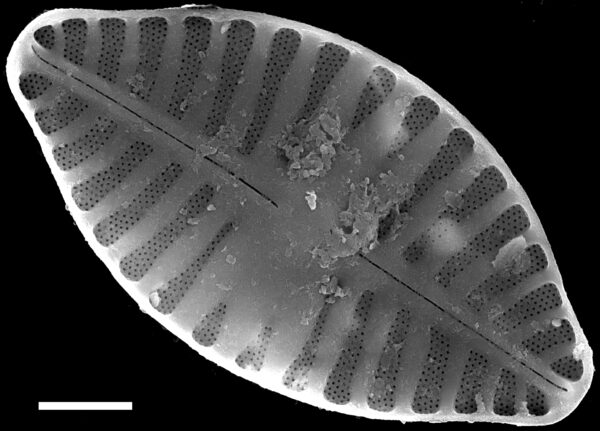 Planothidium abbreviatum SEM3