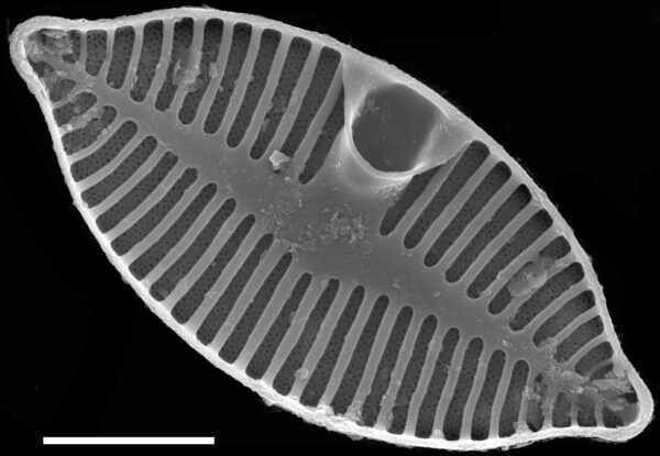 Planothidium apiculatum SEM4