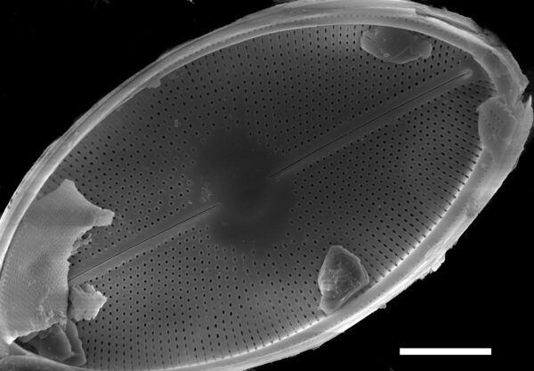 Cavinula maculata SEM2