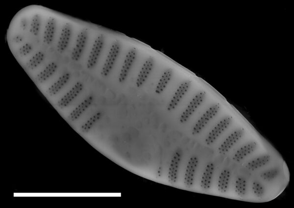 Planothidium lanceolatum SEM1