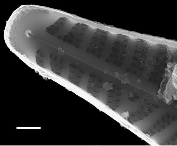 Hippodonta capitata subsp iberoamericana SEM3