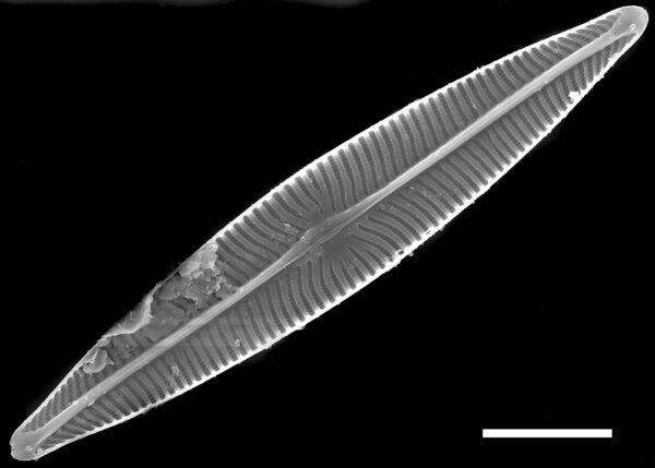 Navicula radiosa SEM2