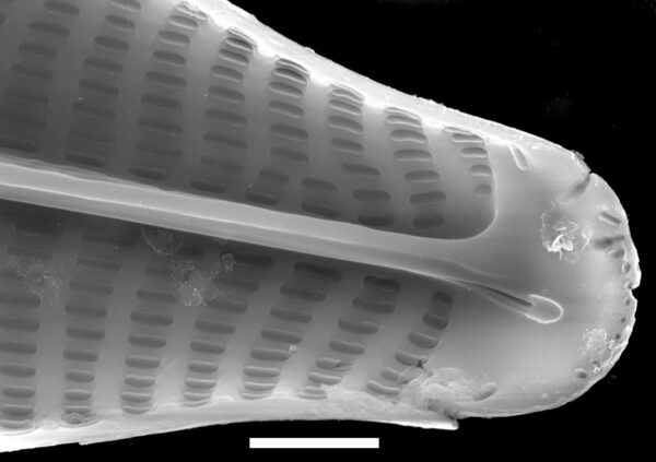 Navicula viridula SEM4