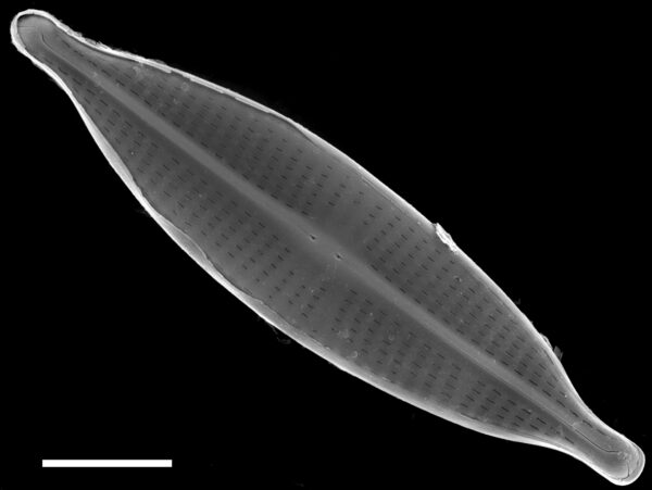 Navicula subrostellata SEM1