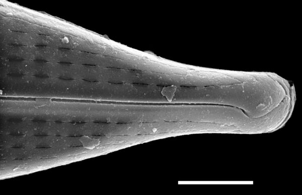 Navicula subrostellata SEM3