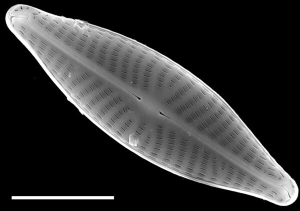 Navicula reichardtiana SEM1