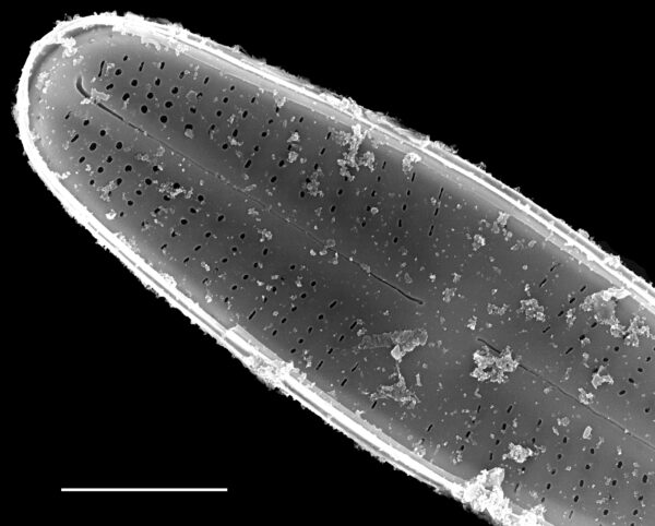 Achnanthidium kranzii SEM4