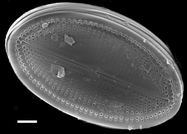 Cocconeis fluviatilis SEM1