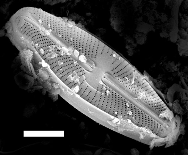 Sellaphora rexii SEM1