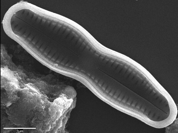 Humidophila undulata SEM2