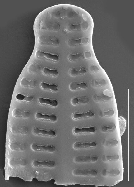 Karayevia nitidiformis SEM1