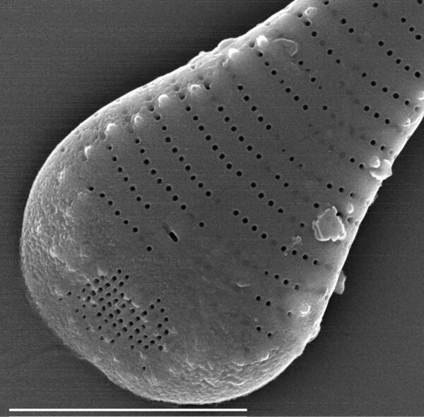 Asterionella formosa SEM2