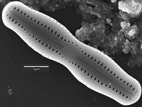 Humidophila undulata SEM1