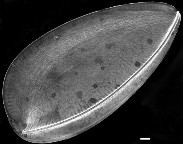 Iconella guatimalensis SEM1