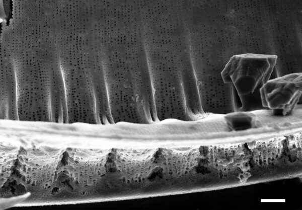 Iconella guatimalensis SEM3