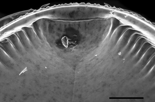 Iconella guatimalensis SEM4