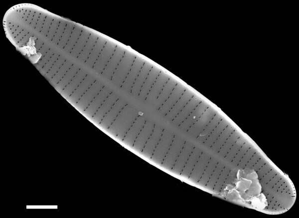 Achnanthidium druartii SEM2