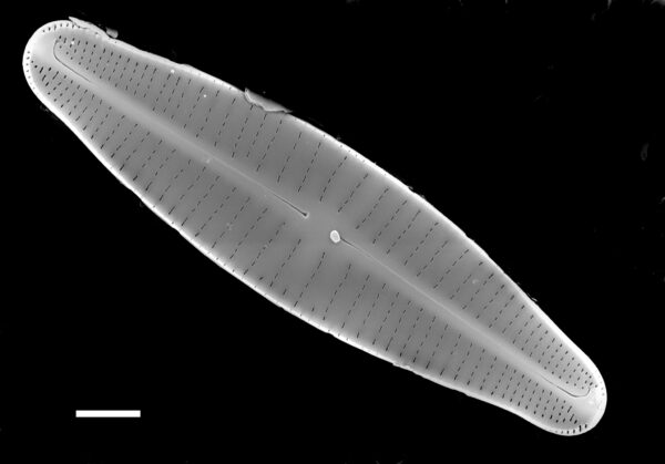 Achnanthidium druartii SEM3