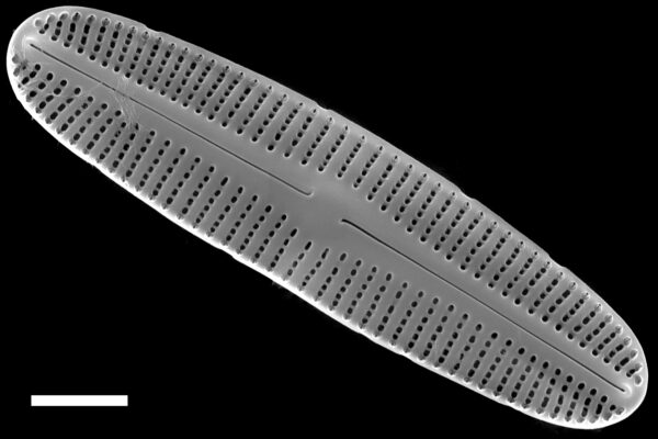 Rossithidium anastasiae SEM3